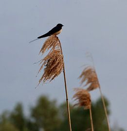 Swallow in the reeds by Suzanne Smit