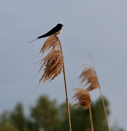 Swallow in the reeds