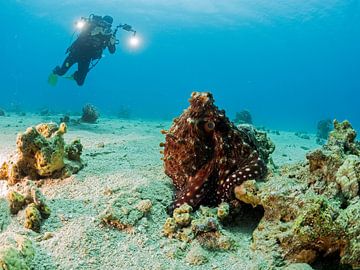 Octopus en een duiker van Ilan Ben Tov