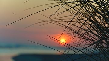 Sunset achter duingras van Peter van Rijn