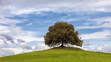 A beautiful oak tree on a hill in Tuscany by Marga Vroom