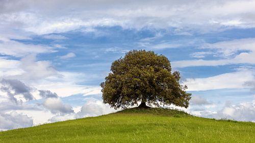 Een mooie eik op een heuvel in Toscane