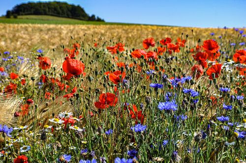 Blumenwiese in Mariendorf auf Rügen