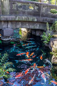 Pêche au koi au Japon.