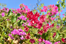 Farbenfrohe Bougainvilleas an der Algarve