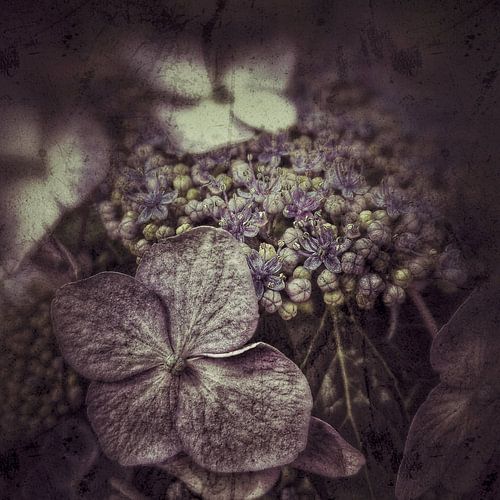 Hortensia close up