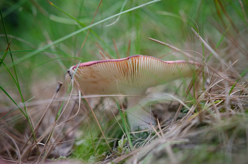 Champignon en automne par Annemarie van der Hilst