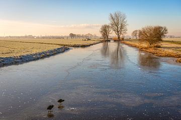 Poules d'eau sur la glace, Bleskensgraaf