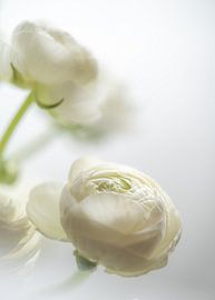 Ranunculus 1 by Nicolette Eekhof