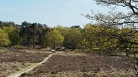 Pad vanuit een veld naar een bos met een bankje in Drenthe