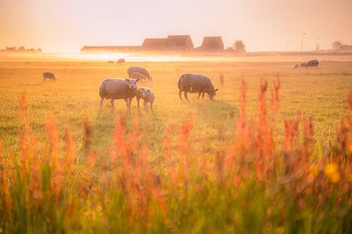 Sommermorgennebel im niederländischen Polder