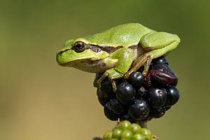 Rainette  sur les framboises 1