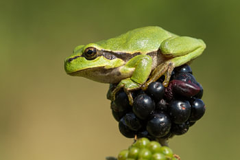  Laubfrosch auf Brombeeren 1