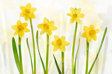 Daffodils