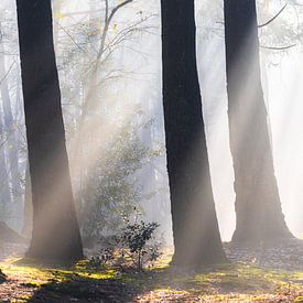 Le soleil illumine les bois de Zeister ! sur Peter Haastrecht, van