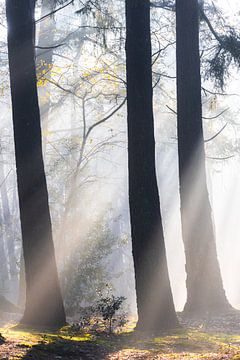 Le soleil illumine les bois de Zeister !