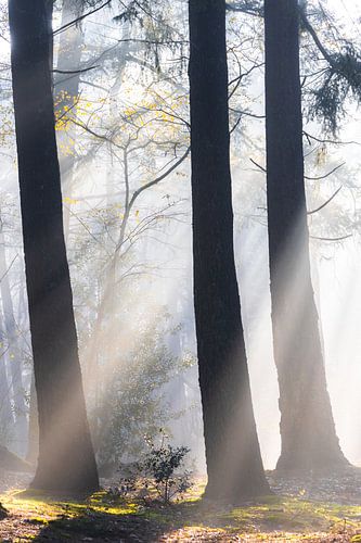 Zonnestralen de Zeister bossen!
