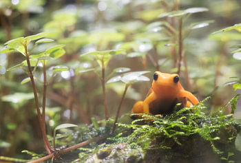 Orange Frosch.