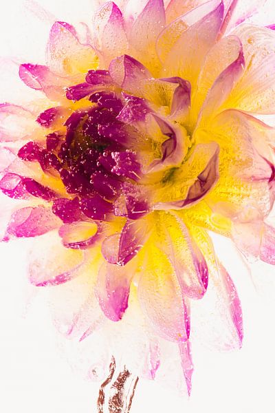 Dahlias in ice 2 by Marc Heiligenstein