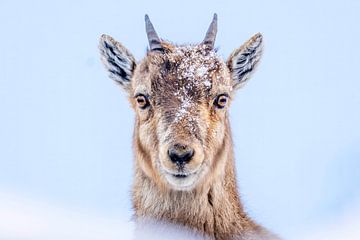 Portrait of a young ibex by Sam Mannaerts