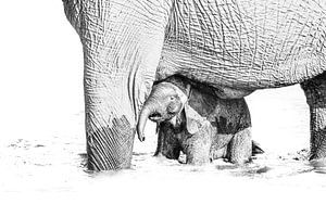 Elefantenbaby mit Mutter von Robert Styppa