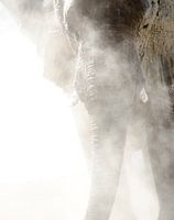Show Olifant