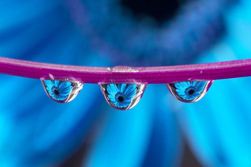 Triplet Gerbera (blue)