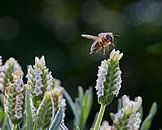 Apismellifera Western Honey Bee by Graham Forrester thumbnail
