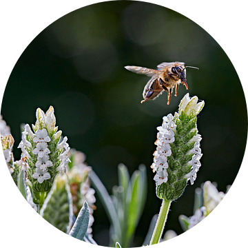 Apismellifera Western Honey Bee van Graham Forrester