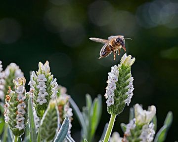 Westliche Honigbiene Apismellifera von Graham Forrester