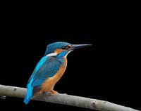 De ijsvogel, een koninklijk vogeltje!