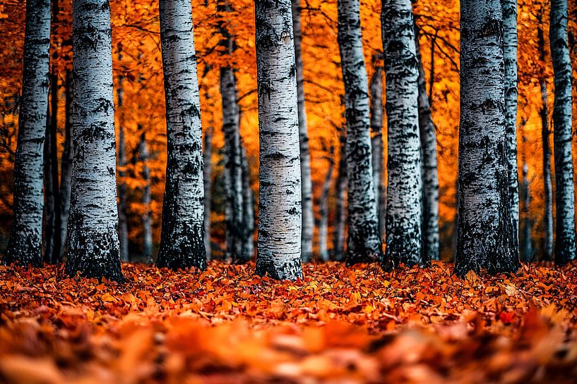 Herfst in het bos van Art & Soul Creations