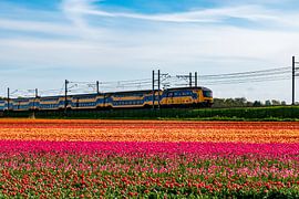 Bunte Zwiebelfelder in der Zwiebelregion von Arjan van der Veer