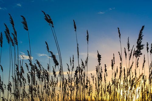 Coucher de soleil avec des plumes de canne