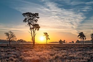 Zonsopkomst Drunense Duinen van Mark Bolijn