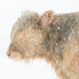 Highlander Kalb im Schnee von Jeffrey Hol