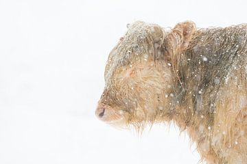 Highlander Kalb im Schnee