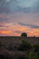 Heide