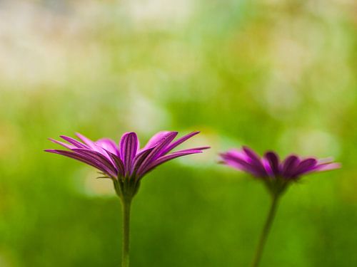Serenade in Violett - Ein Kunstwerk von natürlicher Schönheit