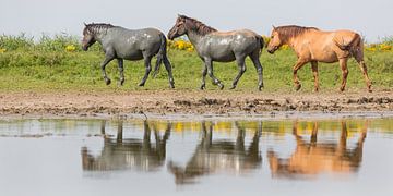 Paarden| 'Geschilderde konikpaarden' - Oostvaardersplassen van Servan Ott