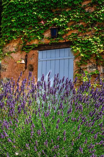 Lavender, in the south of France