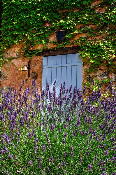 Lavendel, im Süden Frankreichs von Annelies Martinot