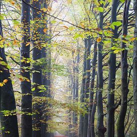 Voorjaar in het bos sur Wim Slendebroek