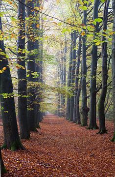 Voorjaar in het bos