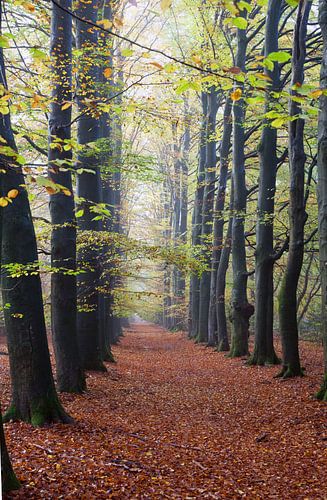 Voorjaar in het bos