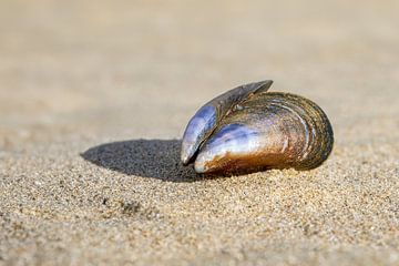 Dutch coast with a mussel shell by eric van der eijk