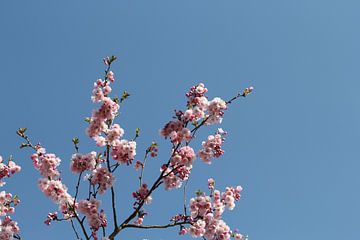 Japanse kersenbloesem van Marcel Alsemgeest