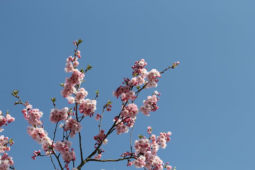 Japanische Kirschblüte von Marcel Alsemgeest