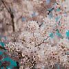 Light pink blossoms on a tree in front of a blue sky by Robin van Steen