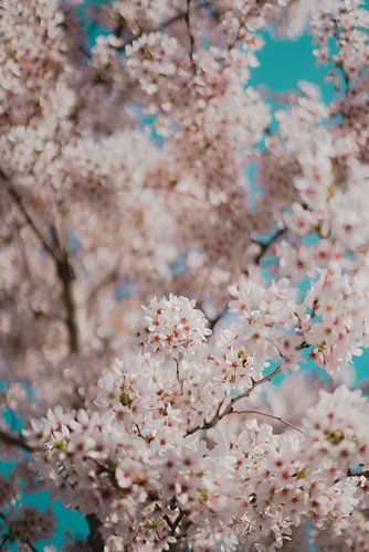 Light pink blossoms on a tree in front of a blue sky by Robin van Steen